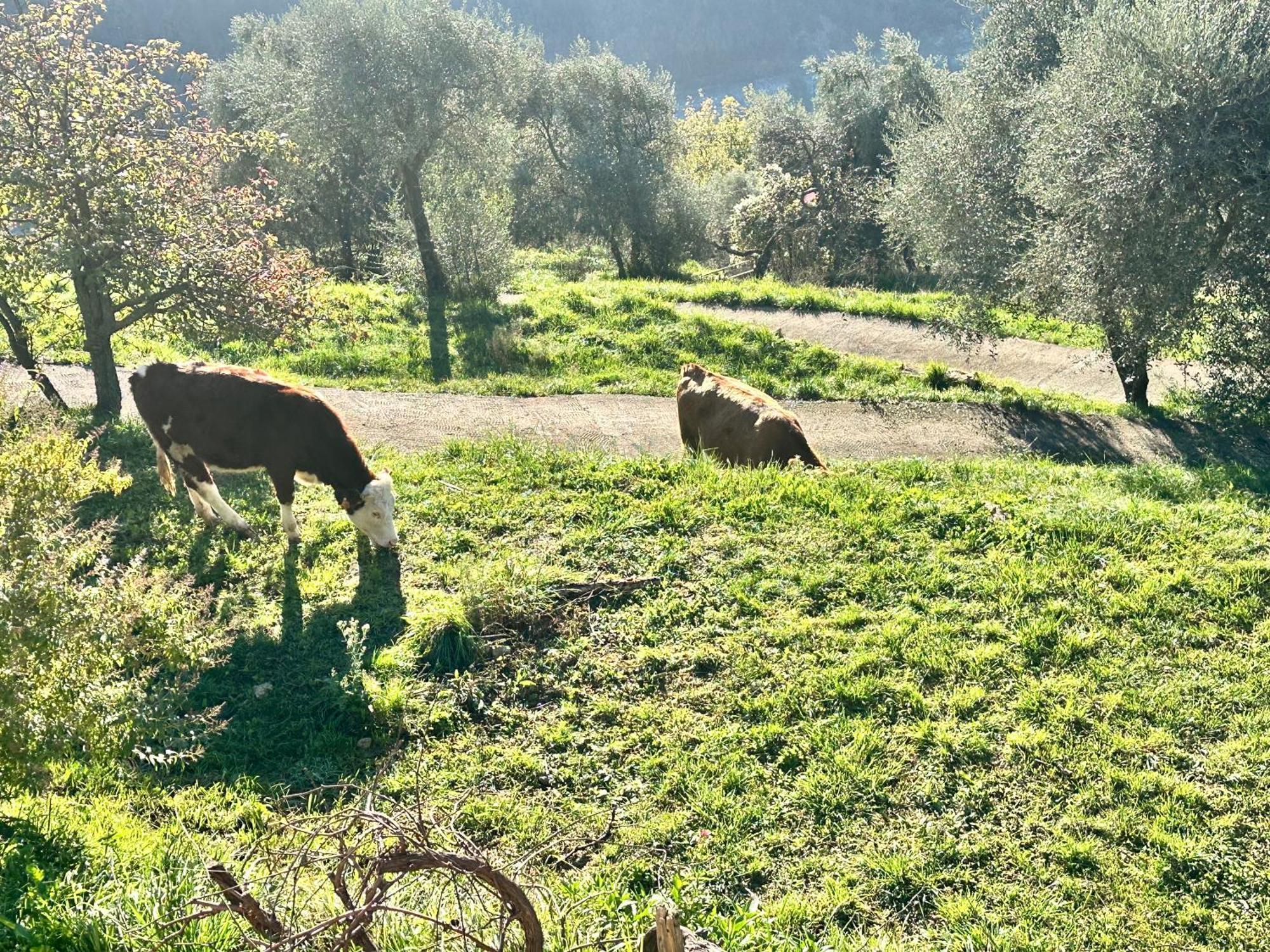 La Bergerie Des Cimes Villa *