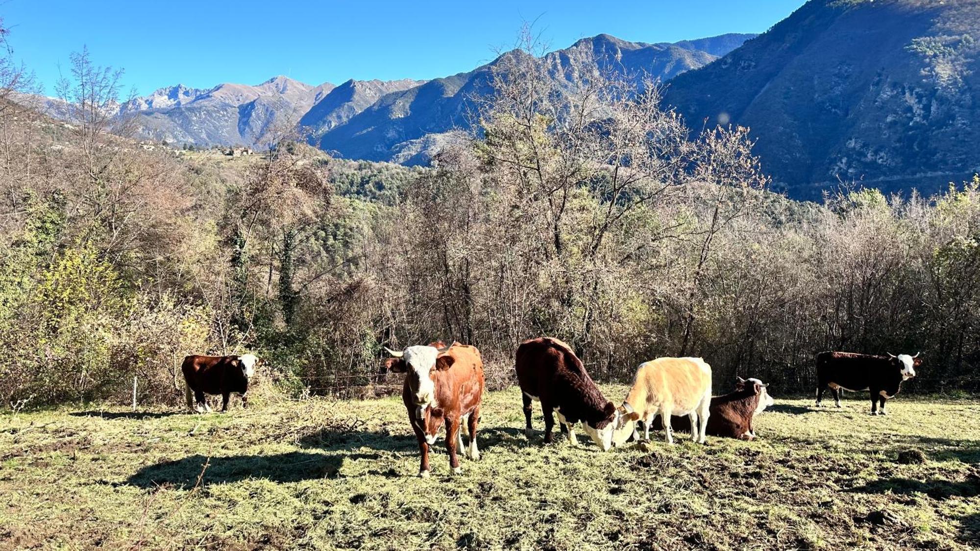 La Bergerie Des Cimes *